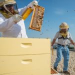 Why Cities Should Invest in Beekeeping