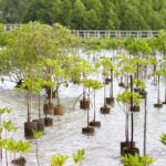How to Scale Up Nature-based Solutions for Adaptation